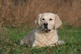 GOLDEN RETRIEVER 1001